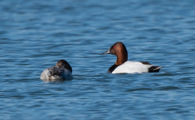 CANV male & fem 8 Jan 2022 Guntersville Marshall Co AL GregDJackson-5962.jpg