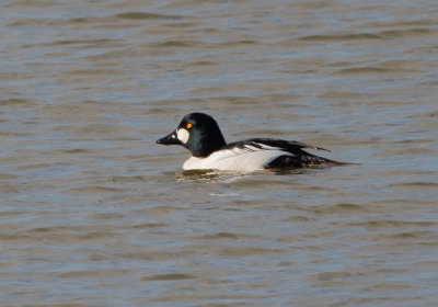 COGO male 8 Jan 2022 Guntersville Marshall Co AL GregDJackson-5980.jpg