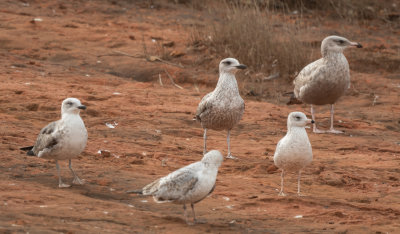 LBBG 2C (left) & 1C (middle) w HERG & RBGU 4 Jan 2022 Magnolia Springs Baldwin Co AL GregDJackson-5482.jpg