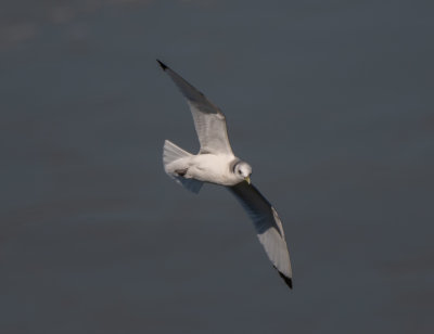 BLKI 020922 Wilson Dam Colbert Co AL GregDJackson-6488.jpg