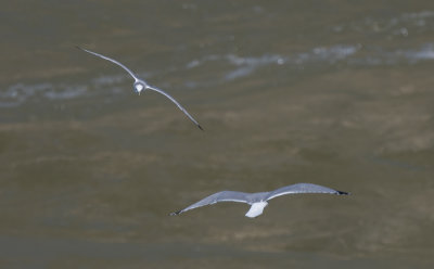 BLKI 020922 Wilson Dam Colbert Co AL GregDJackson-6585.jpg