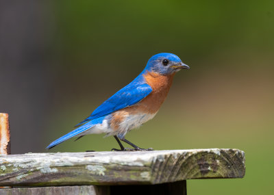 EABL male 041422 Ft Morgan Baldwin Co AL GregDJackson-6980.jpg