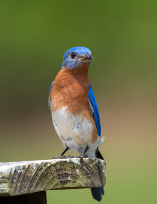 EABL male 041422 Ft Morgan Baldwin Co AL GregDJackson-6987.jpg
