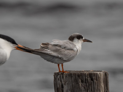 FOTE 2Y 041322 Gulf SP Baldwin Co AL GregDJackson-6854.jpg