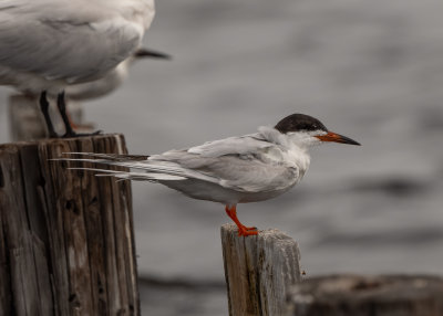 FOTE alt 041322 Gulf SP Baldwin Co AL GregDJackson-6841.jpg
