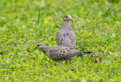 MODO ad & juv 041522 Dauphin I Mobile Co AL GregDJackson-7031.jpg