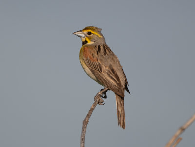 DICK male 060922 Zeigler Rd Dancy quad Pickens Co AL GregDJackson-7909.jpg