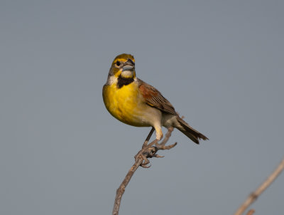 DICK male 060922 Zeigler Rd Dancy quad Pickens Co AL GregDJackson-7913.jpg