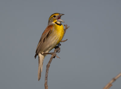 DICK male 060922 Zeigler Rd Dancy quad Pickens Co AL GregDJackson-7917.jpg