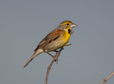 DICK male 060922 Zeigler Rd Dancy quad Pickens Co AL GregDJackson-7922.jpg
