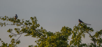 STFL male & fem at prob nest tree 060922 Zeigler Rd Dancy quad Pickens Co AL GregDJackson-7802.jpg