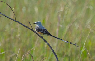 STFL male 060922 Zeigler Rd Dancy quad Pickens Co AL GregDJackson-7842.jpg