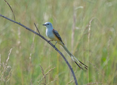 STFL male 060922 Zeigler Rd Dancy quad Pickens Co AL GregDJackson-7869.jpg