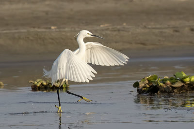 Little Egret