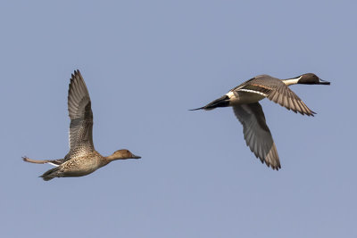 Northern Pintail (female and male)