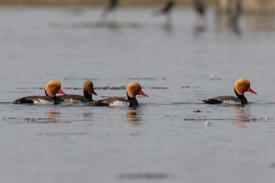 Red-crested Pochard (males)