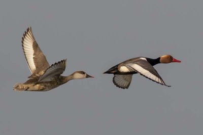 Red-crested Pochard (female and male)