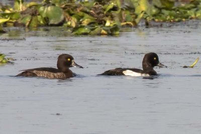 Tufted Duck (female and male)