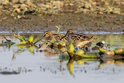 Pin-tailed Snipe