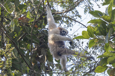 Western Hoolock Gibbon -- endangered (female with infant)
