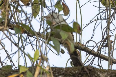 White-hooded Babbler (male)