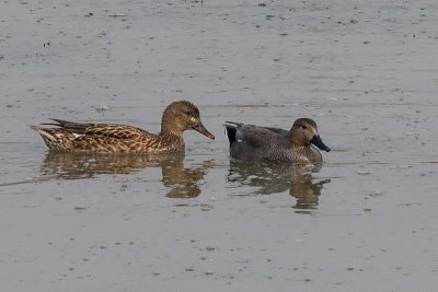 Gadwall (female and male)