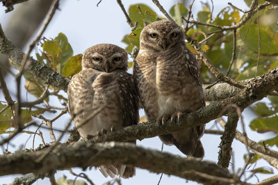 Spotted Owlet