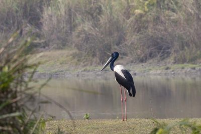 Black-necked Stork -- near threatened