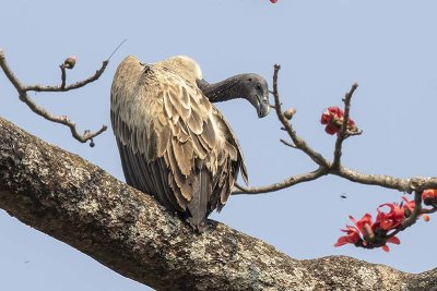 Slender-billed Vulture -- critically endangered