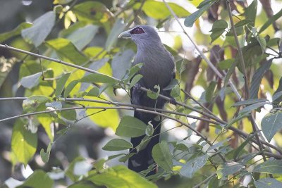 Green-billed Malkoha