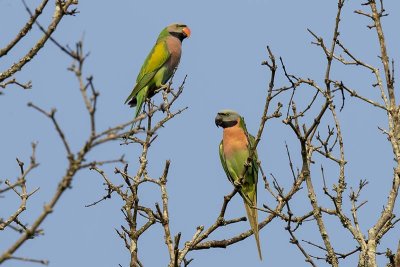 Red-breasted Parakeet (female and male) -- near threatened