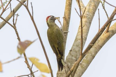 Streak-throated Woodpecker (male)