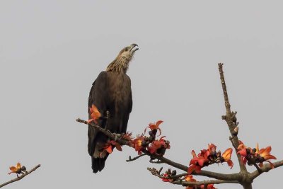 Pallas's Fish Eagle -- endangered