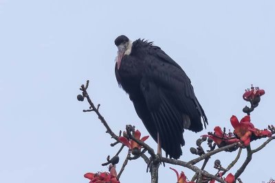 Woolly-necked Stork -- vulnerable