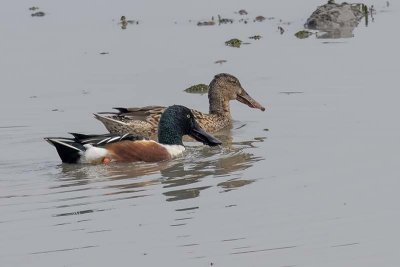 Northern Shoveler (male and female)