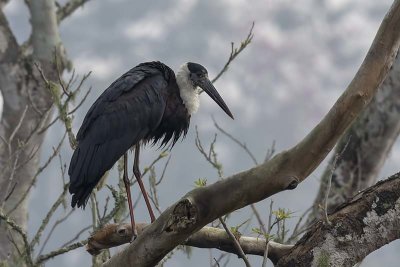 Woolly-necked Stork -- vulnerable