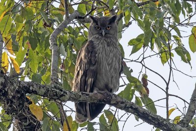 Dusky Eagle-owl