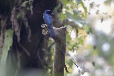 Lesser Racket-tailed Drongo