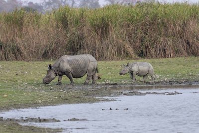 Indian Rhinoceros -- vulnerable