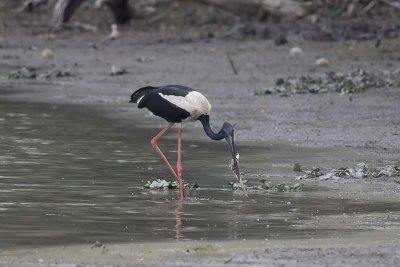 Black-necked Stork -- near threatened