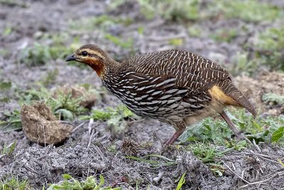 Swamp Francolin -- vulnerable