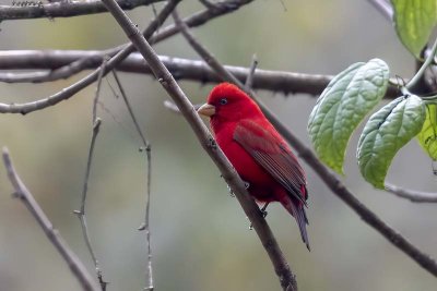 Scarlet Finch (male)