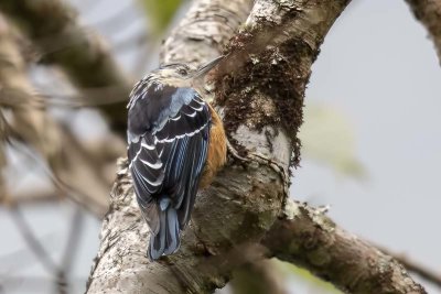 Beautiful Nuthatch -- vulnerable