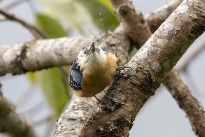Beautiful Nuthatch -- vulnerable