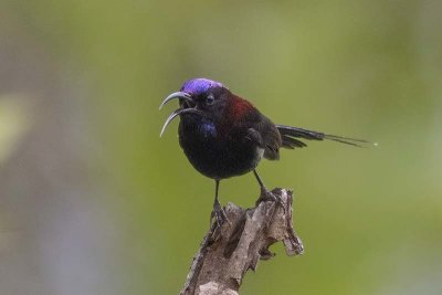 Black-throated Sunbird (male)
