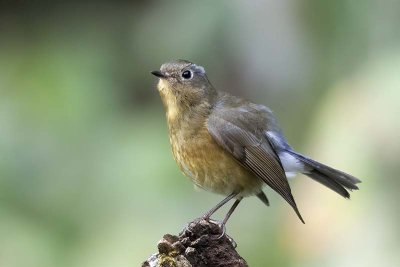 Himalayan Bluetail (female)