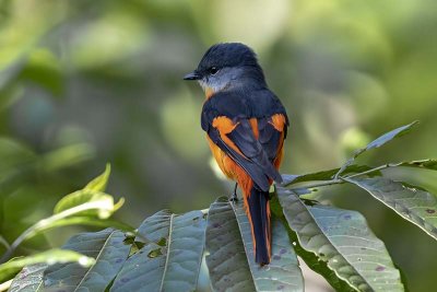 Grey-chinned Minivet (male)