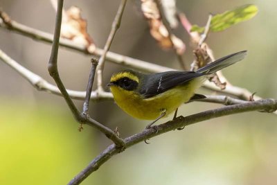 Yellow-bellied Fantail (Chelidorhynx hypoxanthus)