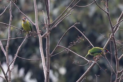 Golden-throated Barbet