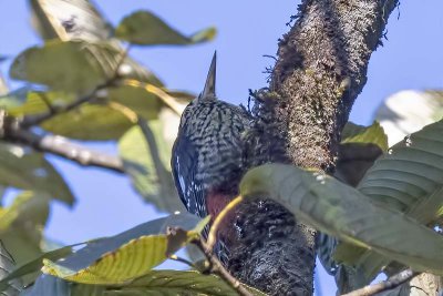 Darjeeling Woodpecker